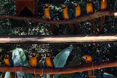 Foz do Iguaçu: Falls, Bird Park, and Macuco Safari Tour