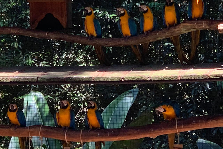 Foz do Iguaçu: Falls, Bird Park, and Macuco Safari Tour