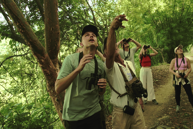 Minca: Birdwatching at sunrise with Jungle Joe