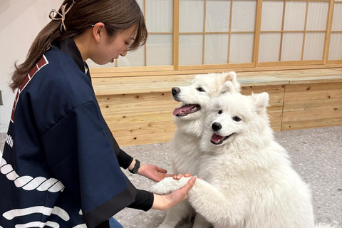 Tokyo Harajuku：30-Minute Samoyed Interaction Experience