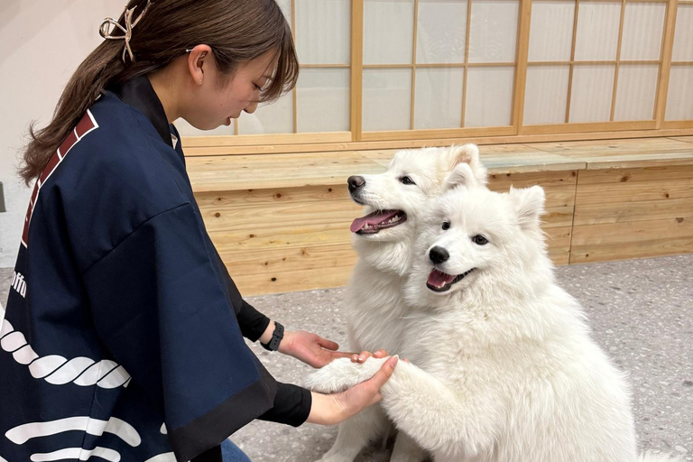 Tokyo Harajuku：30-Minute Samoyed Interaction Experience