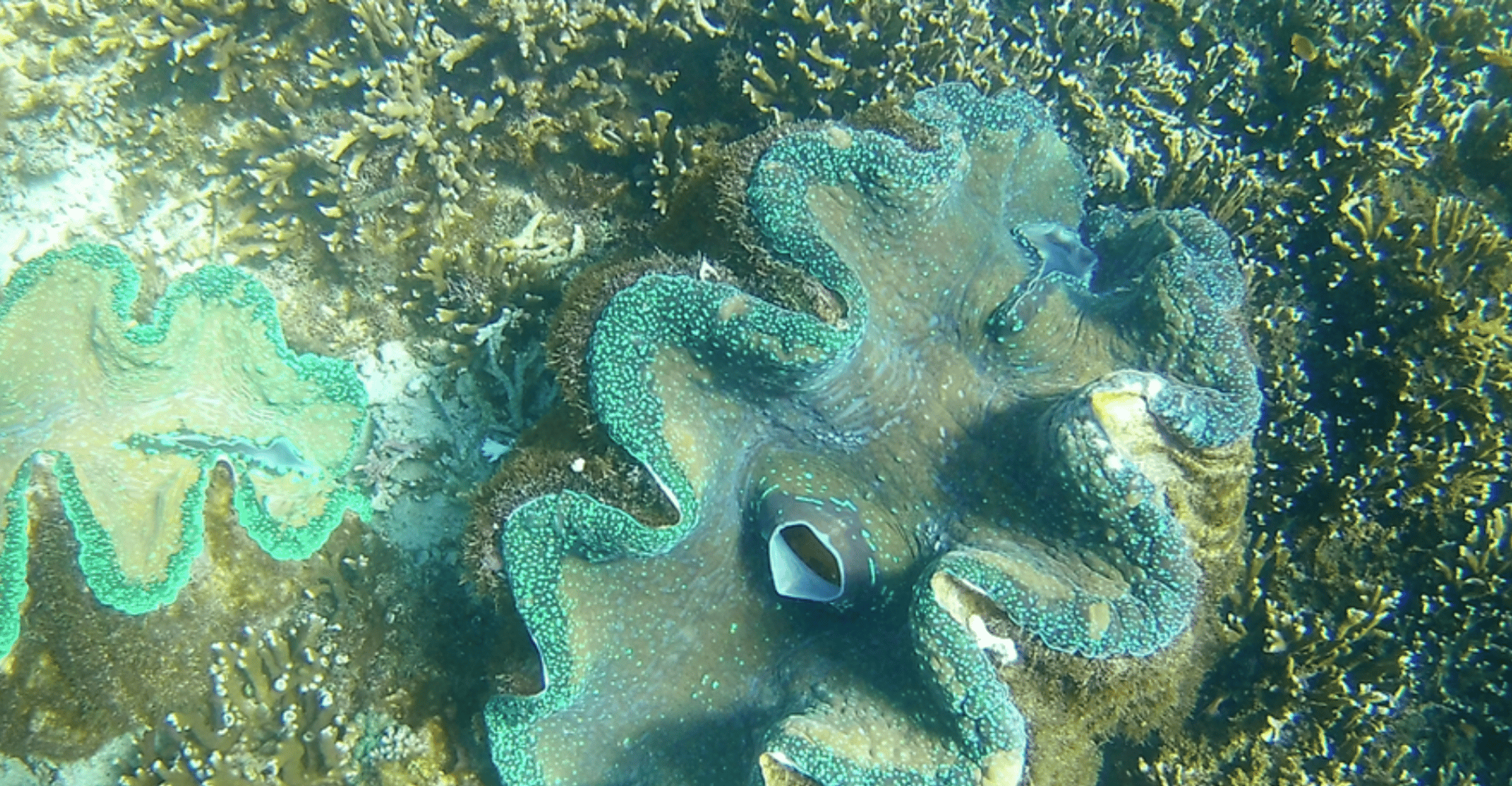 3D2N Camiguin - Hizvo