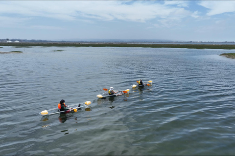 San Diego: excursión en kayak para observar la fauna salvaje en aguas cristalinasSan Diego: excursión en kayak para observar la fauna salvaje con aguas cristalinas