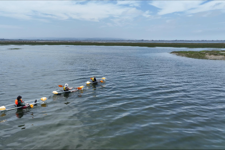 San Diego: excursión en kayak para observar la fauna salvaje en aguas cristalinasSan Diego: excursión en kayak para observar la fauna salvaje con aguas cristalinas