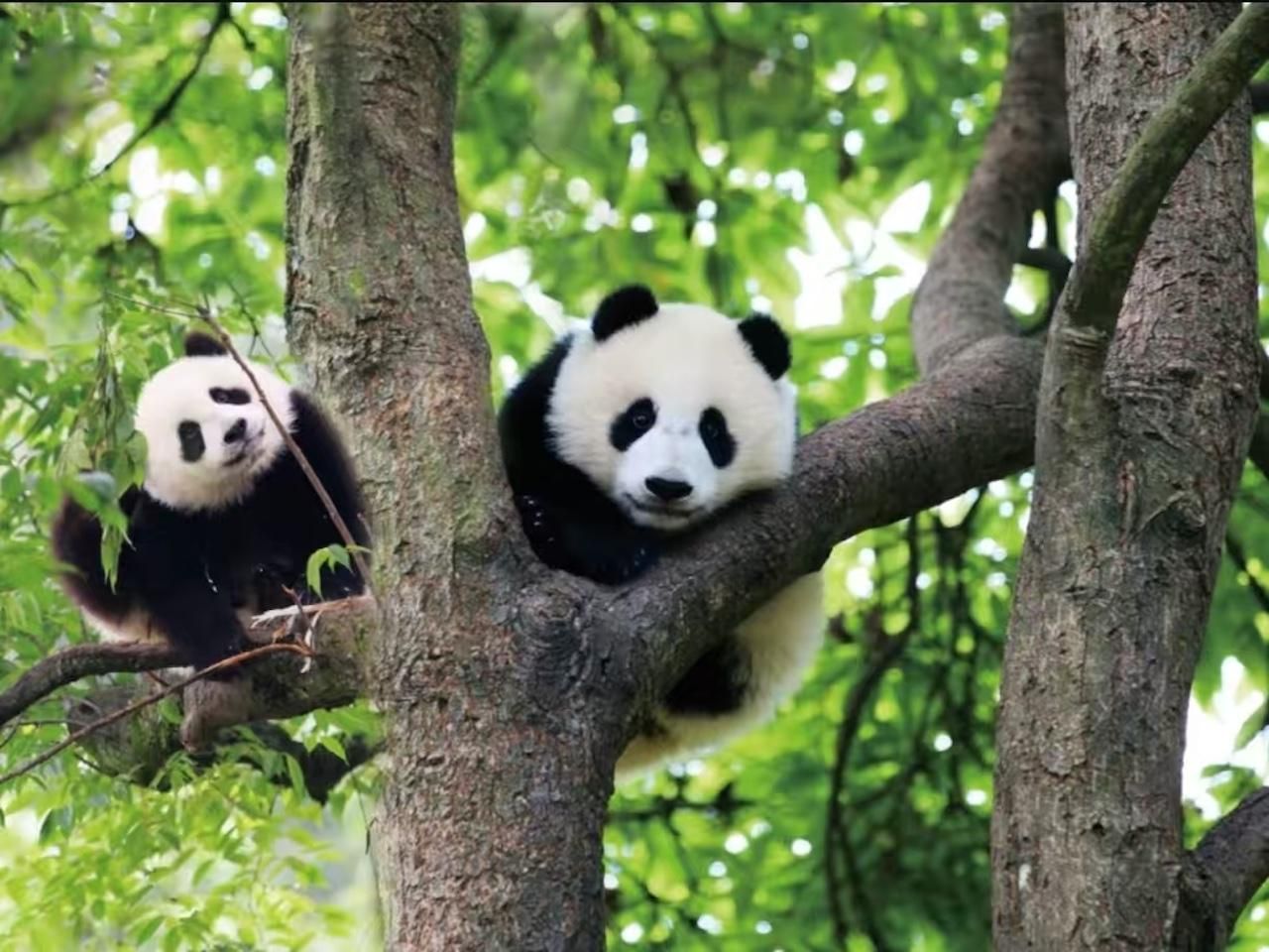 Einlass in die Chengdu Panda-Station + private Tour mit Guide