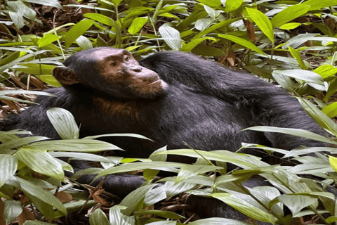 Uganda: 4-Day Double Mountain Gorilla Trekking Safari Uganda: 4-Day Double Mountain Gorilla Trekking Safari