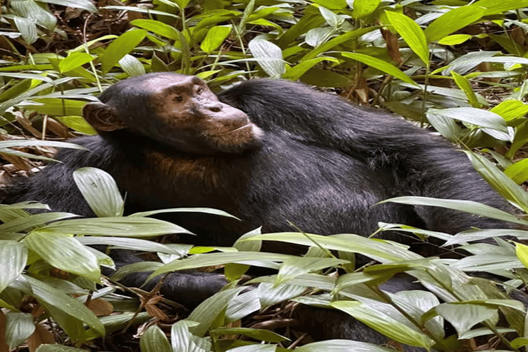 Uganda: 4-Day Double Mountain Gorilla Trekking Safari Uganda: 4-Day Double Mountain Gorilla Trekking Safari