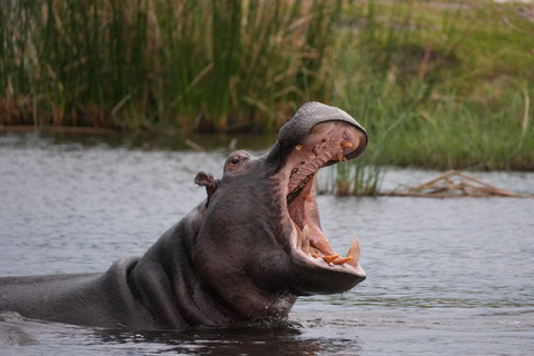 From Victoria Falls: 3-Day Chobe National Park Safari Tour
