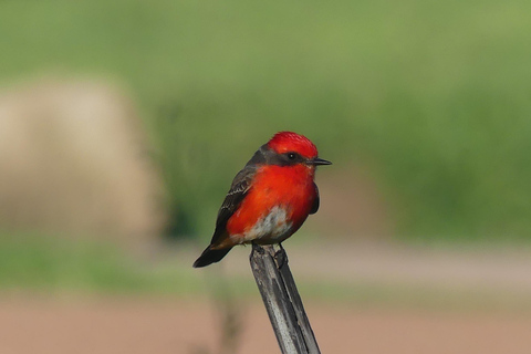 Vogelspotten in de wetlands van Uruguay