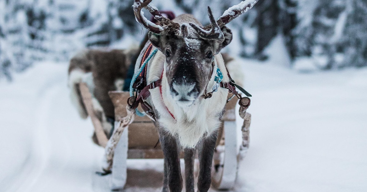 Reinder Rustema Ruka: Reindeer Ride with Snacks and Storytime | GetYourGuide