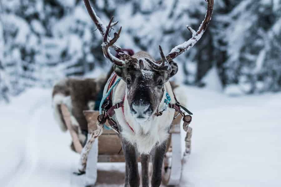 Ruka: Rentierfahrt mit Snacks und Geschichten. Foto: GetYourGuide