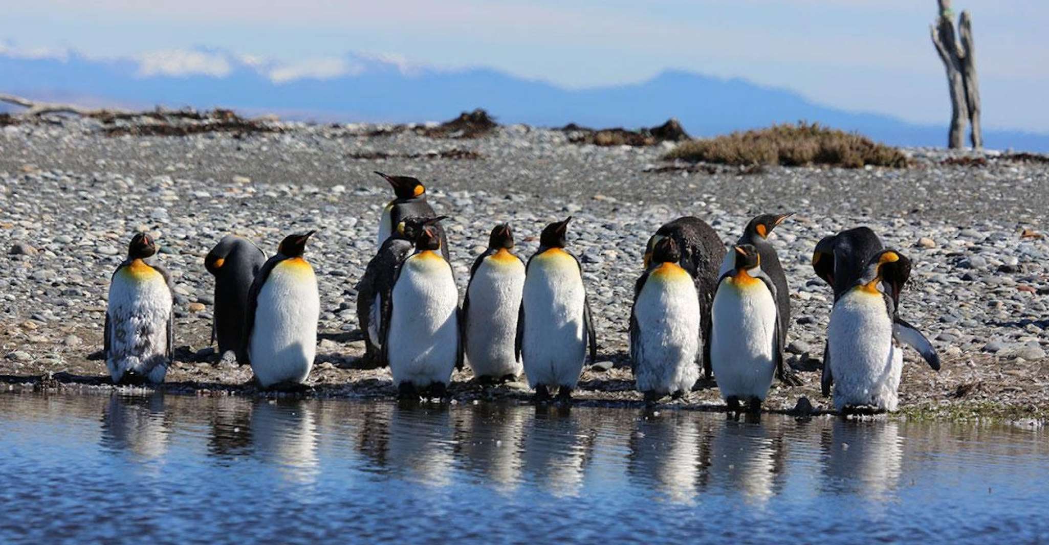 Punta Arenas, King Penguin Park and Tierra del Fuego Trip - Housity