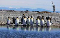 Punta Arenas, King Penguin Park and Tierra del Fuego Trip - Housity
