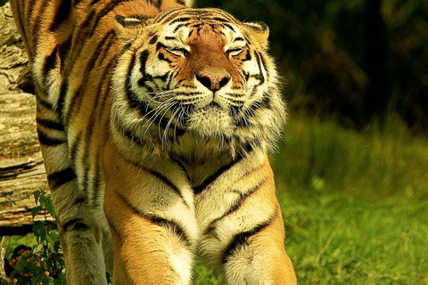 From Jaipur: Sariska National Park Day Tour with Jeep Safari