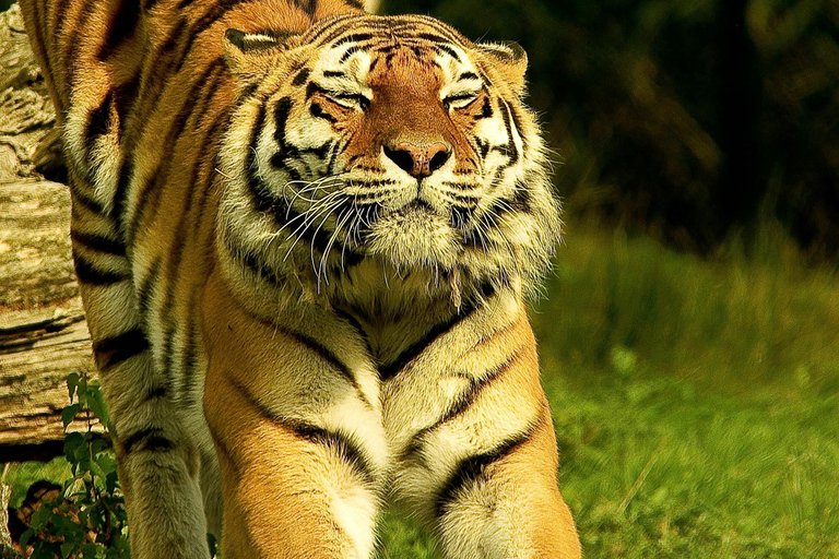 From Jaipur: Sariska National Park Day Tour with Jeep Safari