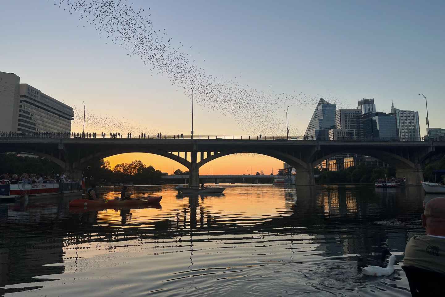 Austin: Bat Bridge Sunset Kayak Tour - Austin: Bat Bridge Sunset Kayak Tour