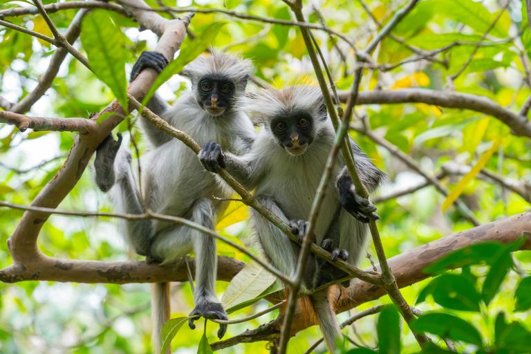 Zanzibar: Jozani-skogen &quot;De röda aporna&quot;, delfinsafari