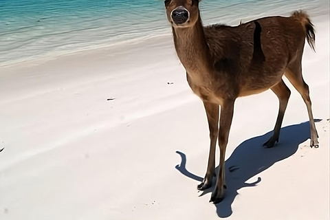 Banyuwangi: Deer and Tabuhan Island Snorkeling 12 Hours Trip