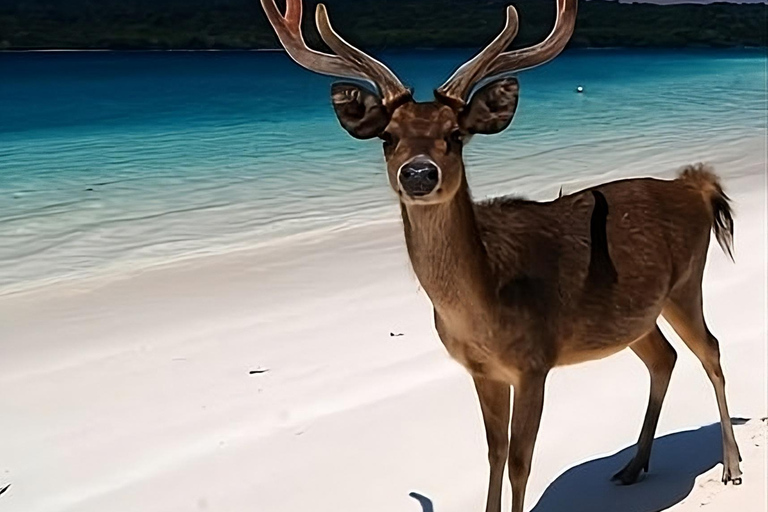 Banyuwangi: Deer and Tabuhan Island Snorkeling 12 Hours Trip