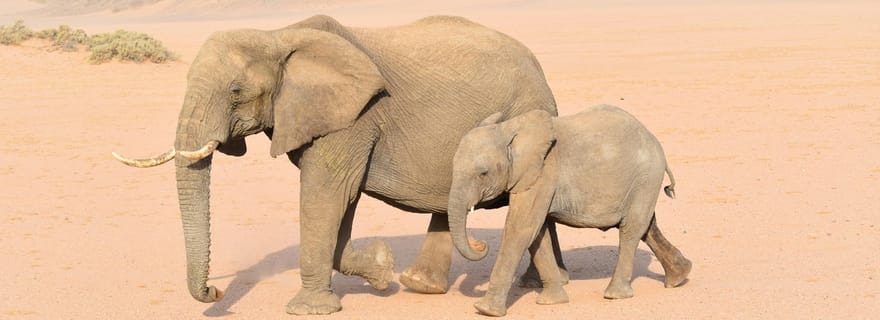 Windhoek : Visite du parc national d'Etosha et de Swakopmund