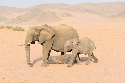 Windhoek: Etosha Nationaal Park en Swakopmund Tour