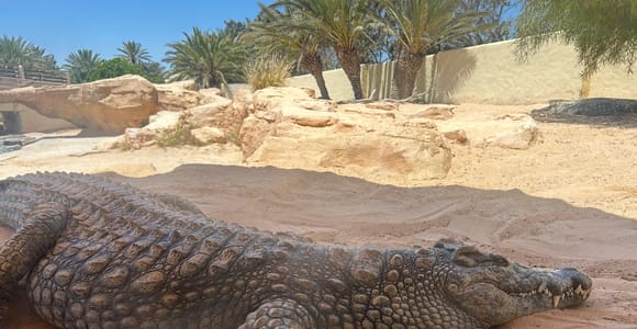 Djerba: Crocodiles, Guided Museum Tour & Free Souvenir