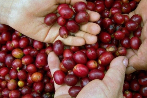 Huatulco : Dégustation de café local et expérience culturelle