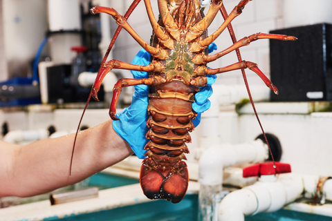 Sydney Fish Market Discovery Tour Sydney: Fish Market Discovery Tour