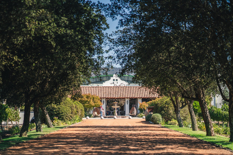 "Casas del Bosque Winery - Premium Tour."