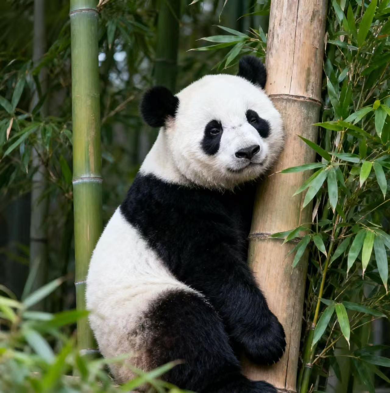 West-Sichuan: 9-tägige private Tour zu Pandas & dem tibetischen Hochland