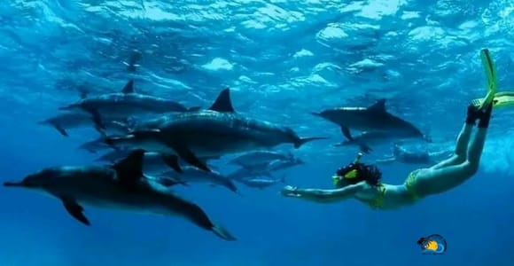Zanzibar: Mnemba Dolphins Tour with Snorkeling and Sandbank