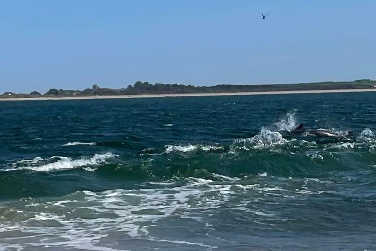 Da Inverness: tour della Black Isle con avvistamento dei delfini