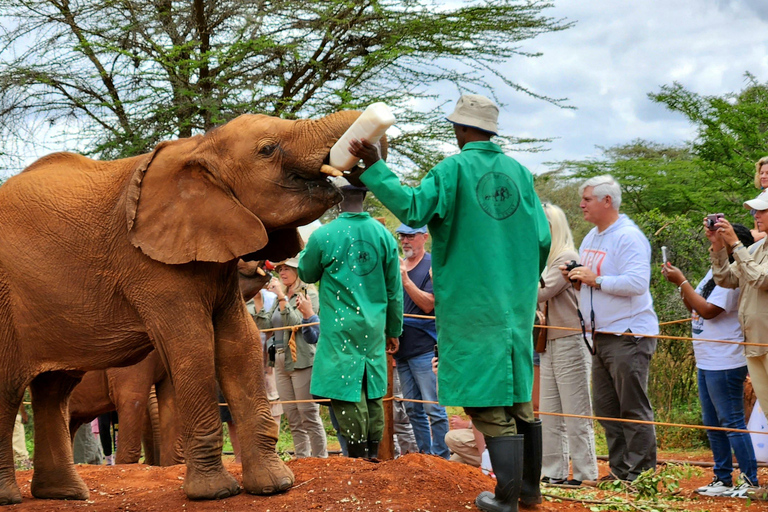 David Sheldrick Elephant Orphanage &amp; Beads Factory Tour