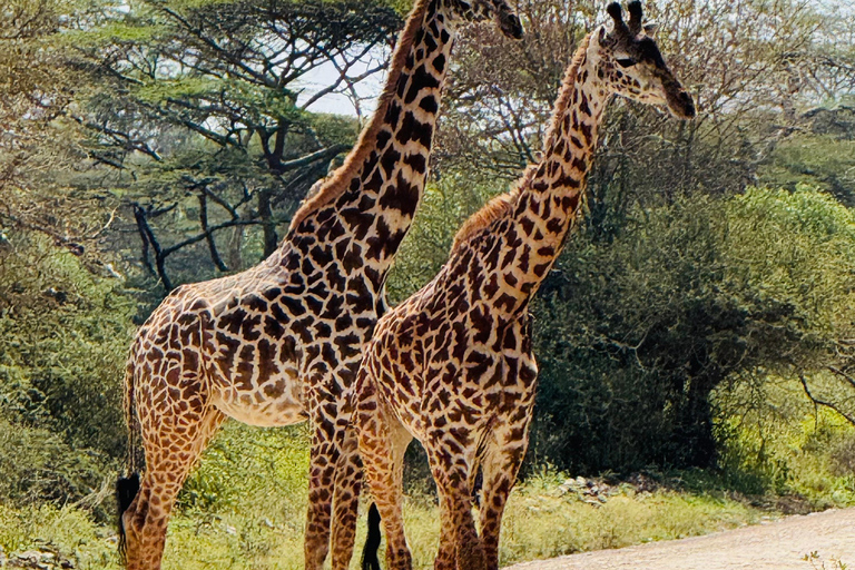 Nairobi Park Safari, Sheldrick's Orphanage & Giraffe Center Shared Drive in Open-Roof Van Game Drive