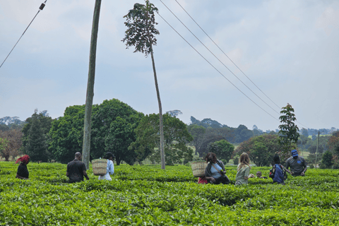 Nairobi: Limuru Tea Farm & Sensory Garden Tour