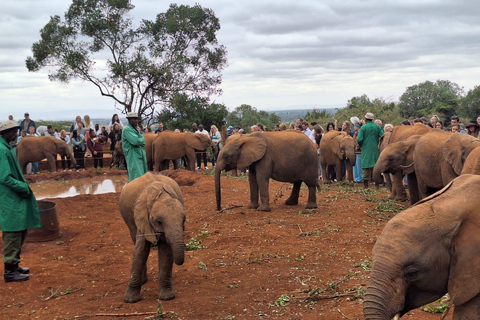 De Nairóbi: Excursão de um dia ao David Sheldrick Elephant TrustDe Nairobi: Excursão David Sheldrick Elephant Trust Day