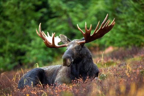 Rovaniemi: Ranua Zoo Tickets & Transportation. 4 people Rovaniemi: Ranua Zoo Tickets and Transportation. PETS