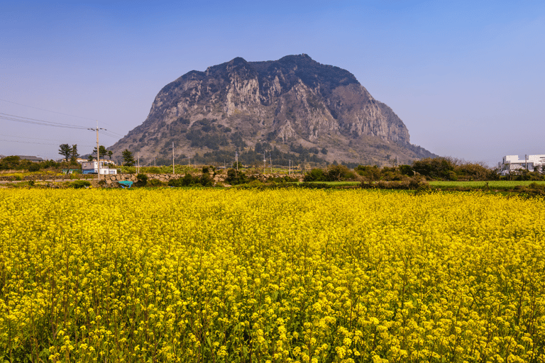 (Hotel PickUp) Jeju: West South Spring Canola & UNESCO Tour
