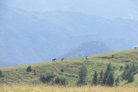 1 giorno di avventura a cavallo nei monti Borjomi1 giorno di avventura a cavallo nel Parco Nazionale di Borjomi