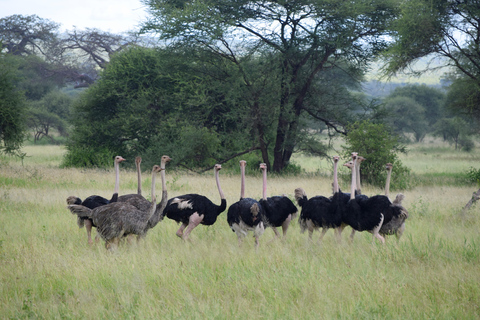 Arusha: Tarangire National Park Day Safari Joining Safari (1-2 People)