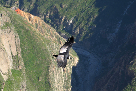 Tour panoramico del Canyon del Colca di 2 giorni con arrivo a Puno Hotel***Tour panoramico del Canyon del Colca di 2 giorni con arrivo a PunoHotel***