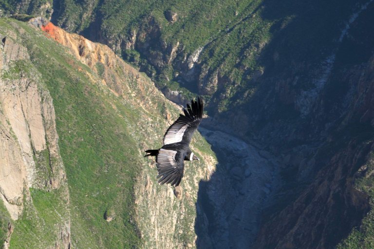 Tour panoramico del Canyon del Colca di 2 giorni con arrivo a Puno Hotel***Tour panoramico del Canyon del Colca di 2 giorni con arrivo a PunoHotel***