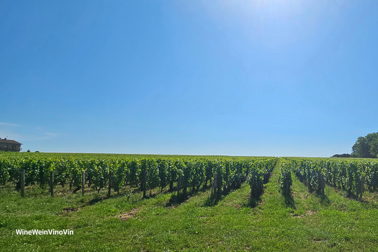 From Basel or Colmar: Baden-Württemberg Pinot Wine Tour