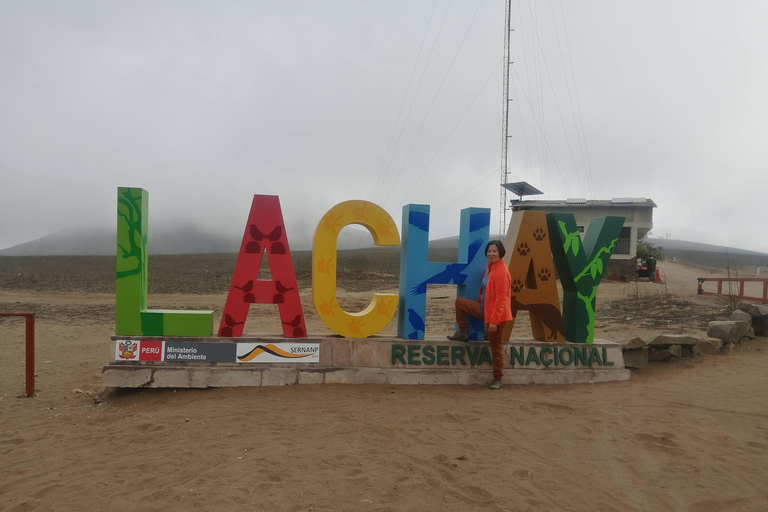 Vandring i Lomas de Lachay i Lima