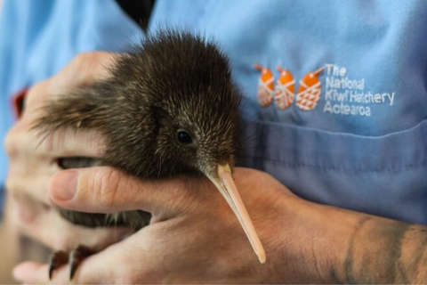 Private Day Tour - Rotorua, Kiwi Hatchery & Māori Culture
