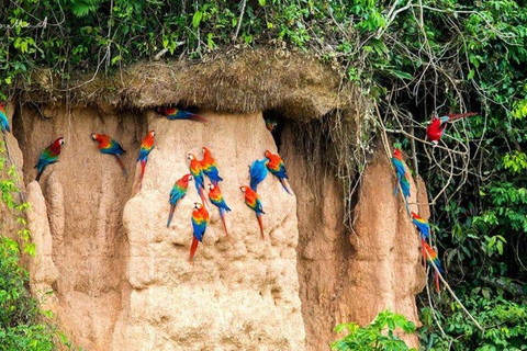 From Puerto Maldonado: 4-Day Amazon Rainforest Tour