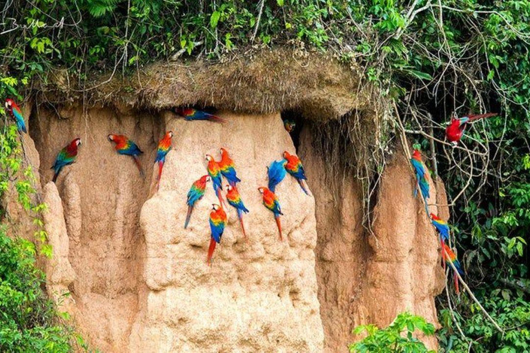 From Puerto Maldonado: 4-Day Amazon Rainforest Tour