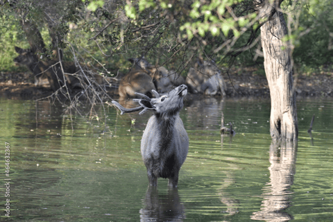 3 天王国野生动物之旅：吉尔自然之旅，古吉拉特的骄傲3 天王国野生动物之旅：吉尔自然之旅，古吉拉特之骄