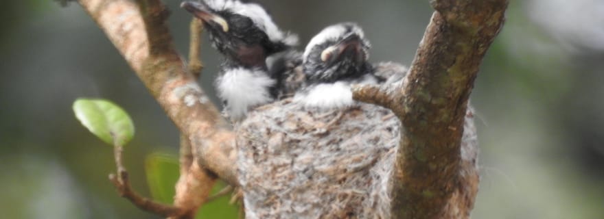 Port d'Hambantota : excursion à terre dans le parc de Bundala (safari ornithologique)
