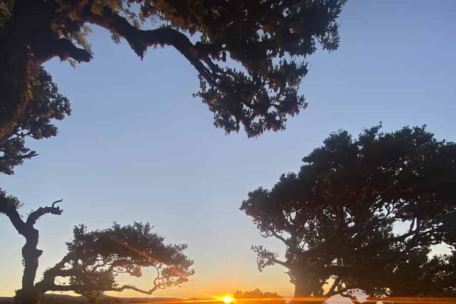 Madeira: Geheime Wanderung in Fanal – Private Experience. Foto: GetYourGuide